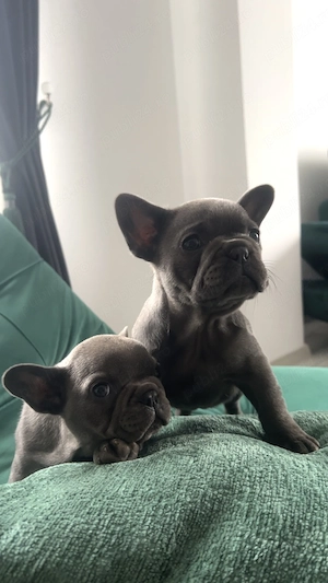  Buldog Francez   2 fetițe disponibile  - imagine 3