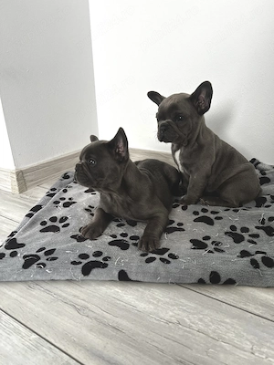  Buldog Francez   2 fetițe disponibile  - imagine 6
