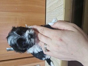 2 băieți și 4 fetite cauta o noua familie iubitoare suntem niște bichoni drăguți și jucăuși.  - imagine 4