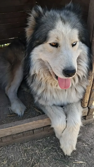 Adopție responsabilă câine mascul metis Husky, talie medie-mare - imagine 2
