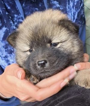Pui rasa Chow Chow - imagine 2