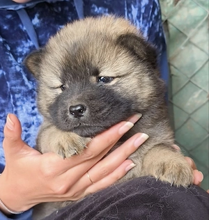 Pui rasa Chow Chow