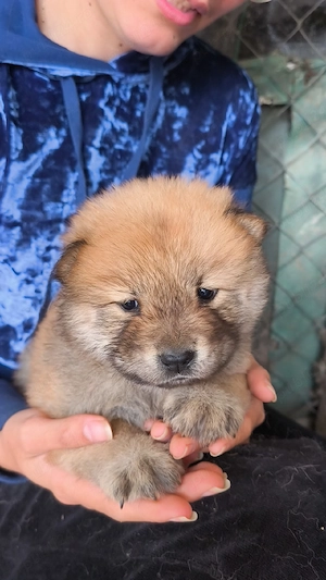 Pui rasa Chow Chow - imagine 3