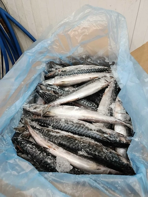 Macrou Pelagia Norvegia Calitatea I
