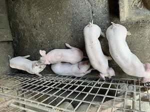 Purcei Landrace-Pietrain