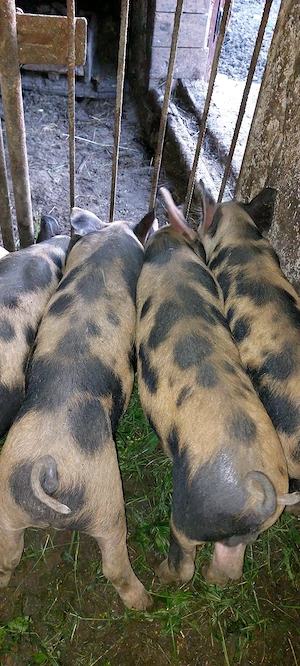 Vând 6 purcei la 8 săptămâni 450 bucata