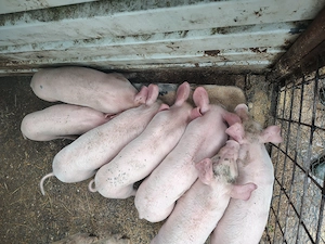 Vând purcei în vârstă de 6 săptămâni. - imagine 2