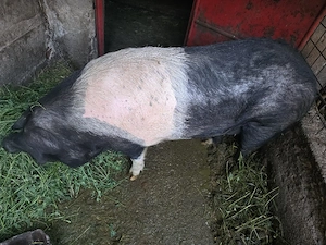Minune de scroafă Bazna, un adevărat vârf de gamă! - imagine 3