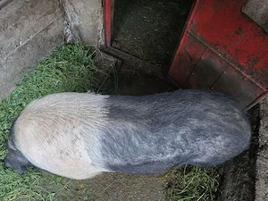 Minune de scroafă Bazna, un adevărat vârf de gamă! - imagine 2