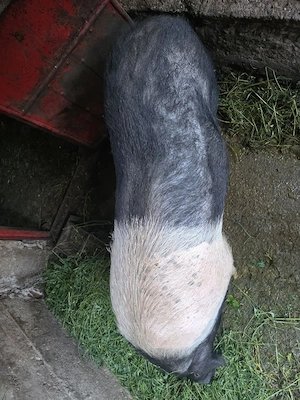 Minune de scroafă Bazna, un adevărat vârf de gamă! - imagine 4