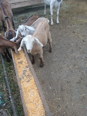 Capre cu iezi se dau si separat iezi 