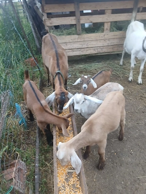 Capre cu iezi se dau si separat iezi  - imagine 4