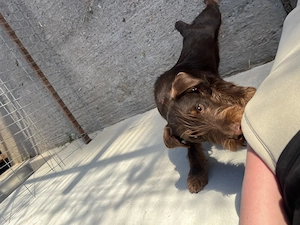 Femela Jagdterrier Jagd terrier pedigree 