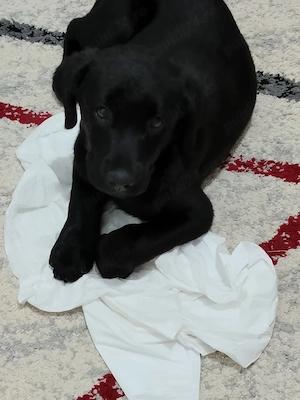 Labrador 2 luni culoare neagra - imagine 2