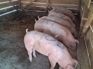 vând porci de calitate 90-120 kg(masculi castraţi) - imagine 2