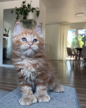 Maine coon pui superbi  - imagine 2