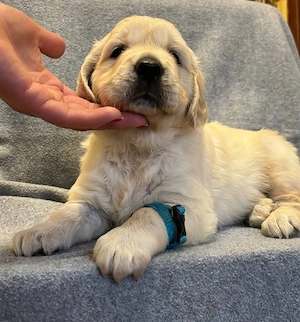 Golden retriever puiuți - imagine 3