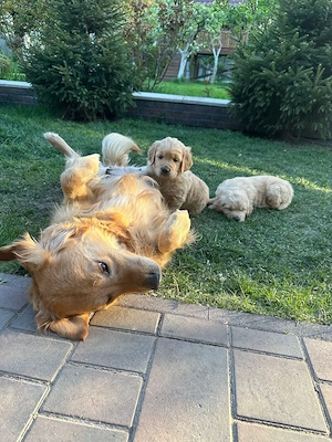 Golden retriever puiuți superbi  - imagine 2