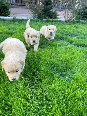 Golden retriever puiuți superbi  - imagine 3