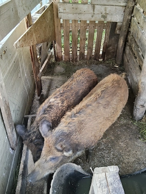 Mangalita cu mistreț 750lei bucata  - imagine 2