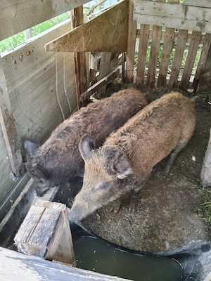 Mangalita cu mistreț 750lei bucata  - imagine 3
