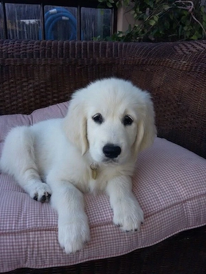 Golden retriever cățeluși superbi - imagine 3