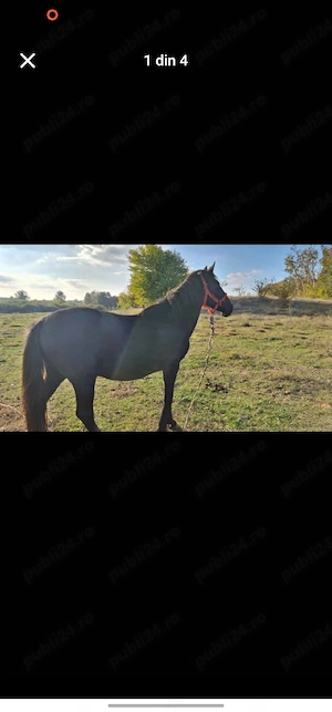 Vand cal in varsta de 12 ani