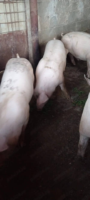 Porci 80 - 90 kg