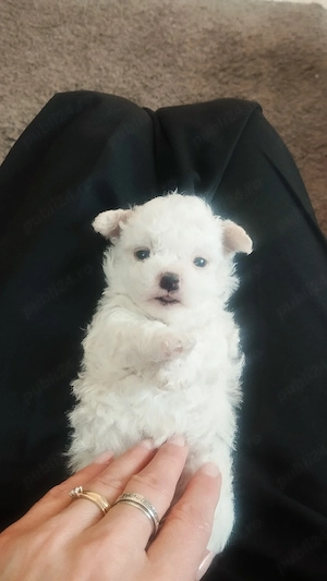 Bichon frise  maltez  - imagine 4