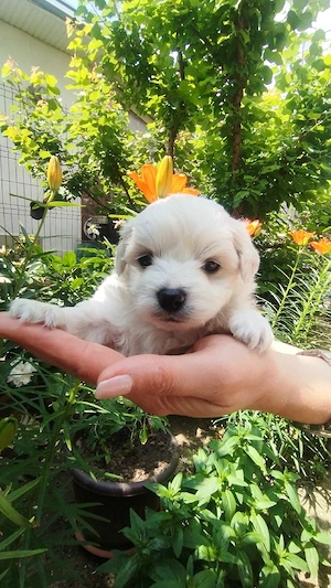 Bichon frise  maltez  - imagine 5