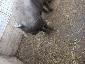 Vier de vanzare