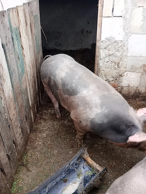 Porc și purcea pietran  - imagine 2