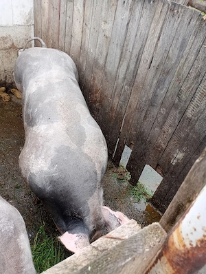 Porc și purcea pietran 