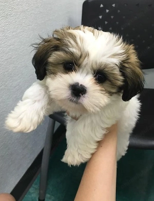 Bichon havanez fetita