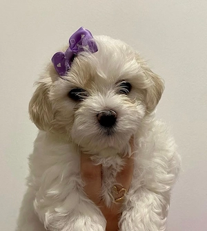 Bichon maltez puiuti - imagine 2