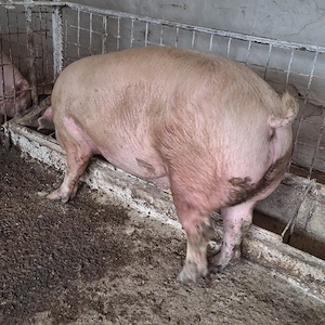 Porci de diferite greutăți - imagine 5