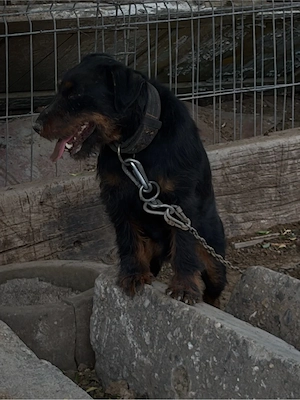 Mascul JagdTerrier jagd terrier  - imagine 2