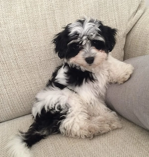 Bichon havanez puiuti - imagine 2