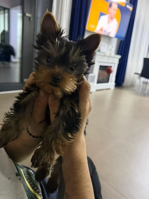 Baietel de yorkshire terrier