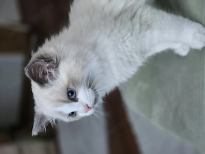 Ragdoll Blue de vanzare, mascul, 12saptamani - imagine 2