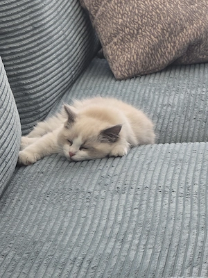 Ragdoll Blue de vanzare, mascul, 12saptamani - imagine 3