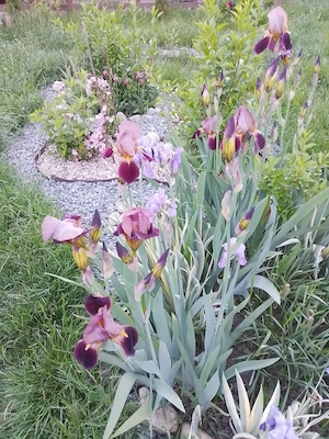 Casa noua cu gradina,, vie si livada bio la 45 min de Cluj  - imagine 2