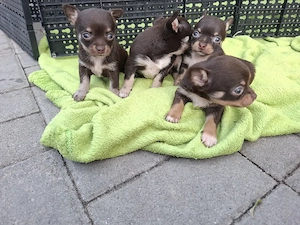 chihuahua mini cioco - imagine 2