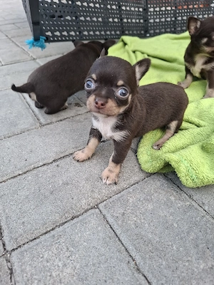 chihuahua mini cioco - imagine 4