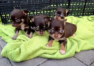 chihuahua mini cioco