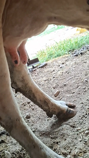 Vaca de vanzare de talie medie. - imagine 2