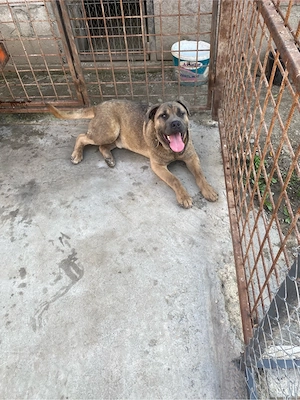 catelusi cane corso   - imagine 2