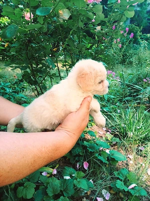 maltipoo pui adorabili