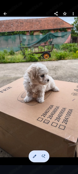 căței bichon