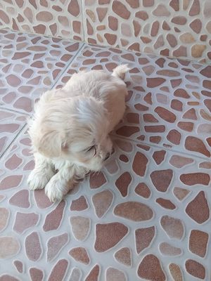 căței bichon